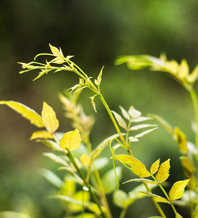 天子正名的土家贡茶